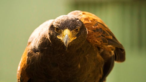Stop by Eagle Ridge to see our birds of prey!