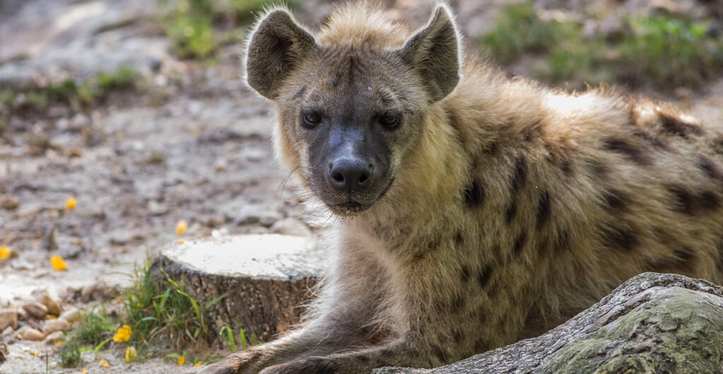 Hyenas at Busch Gardens Tampa Bay