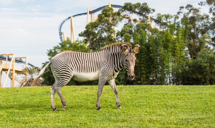 See Zebras at Busch Gardens Tampa Bay