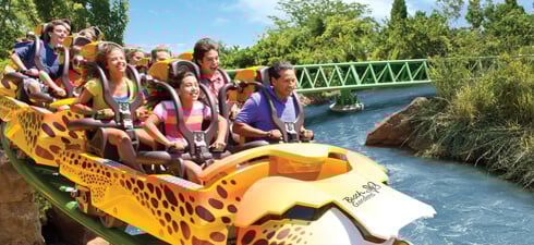 Cheetah Hunt