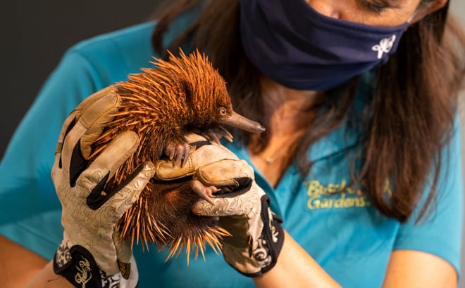 Echidna Puggle