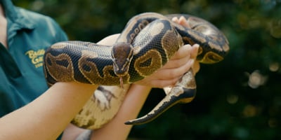 Ball Python