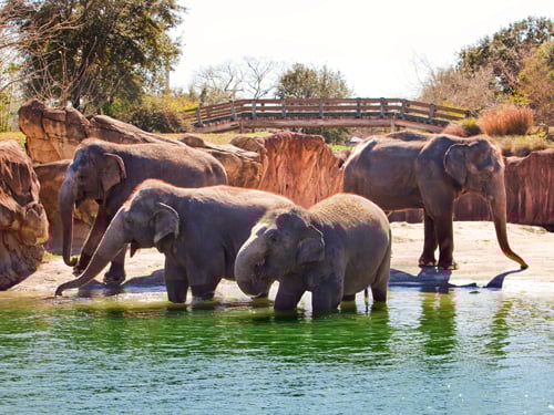 Group of Elephants