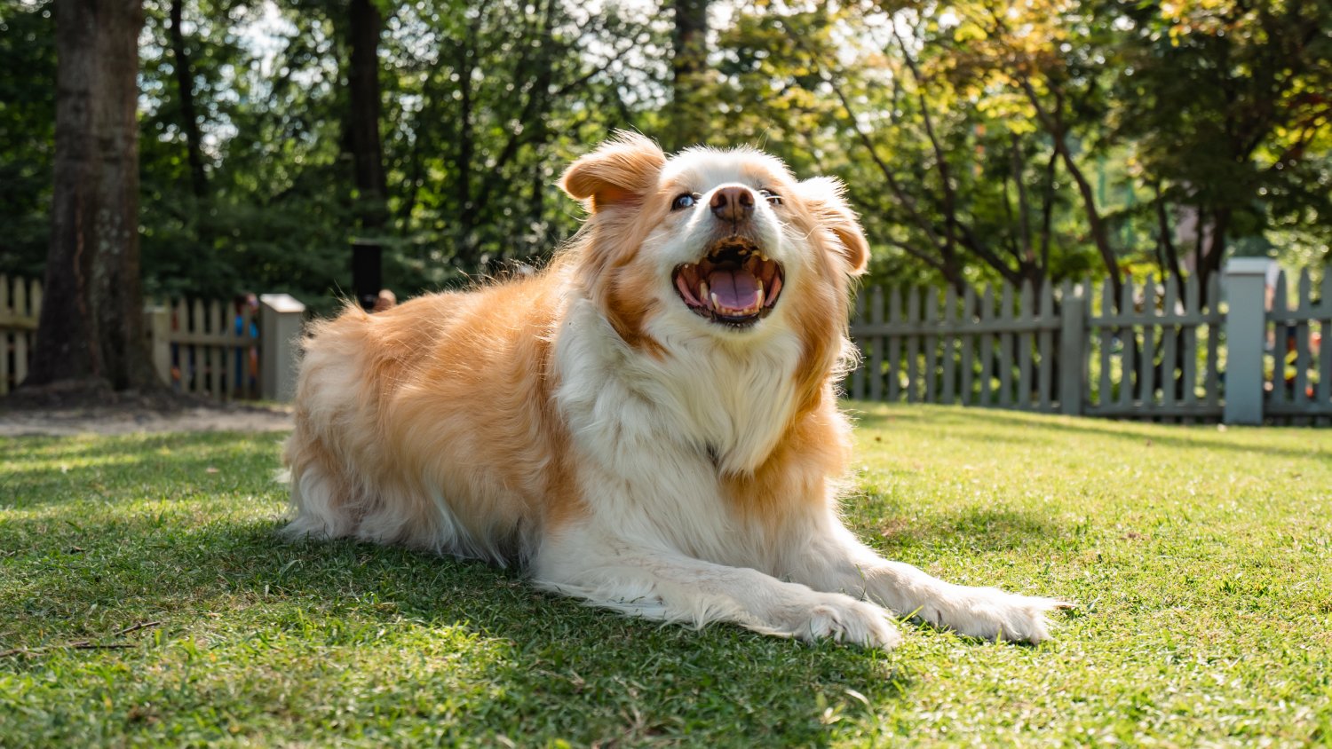 Border Collies