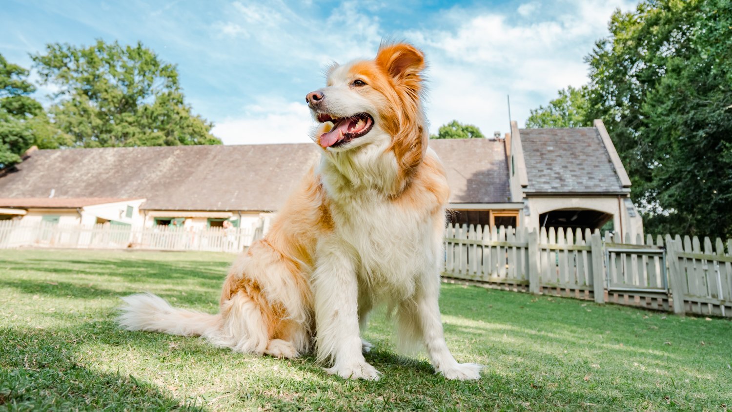 Border Collies