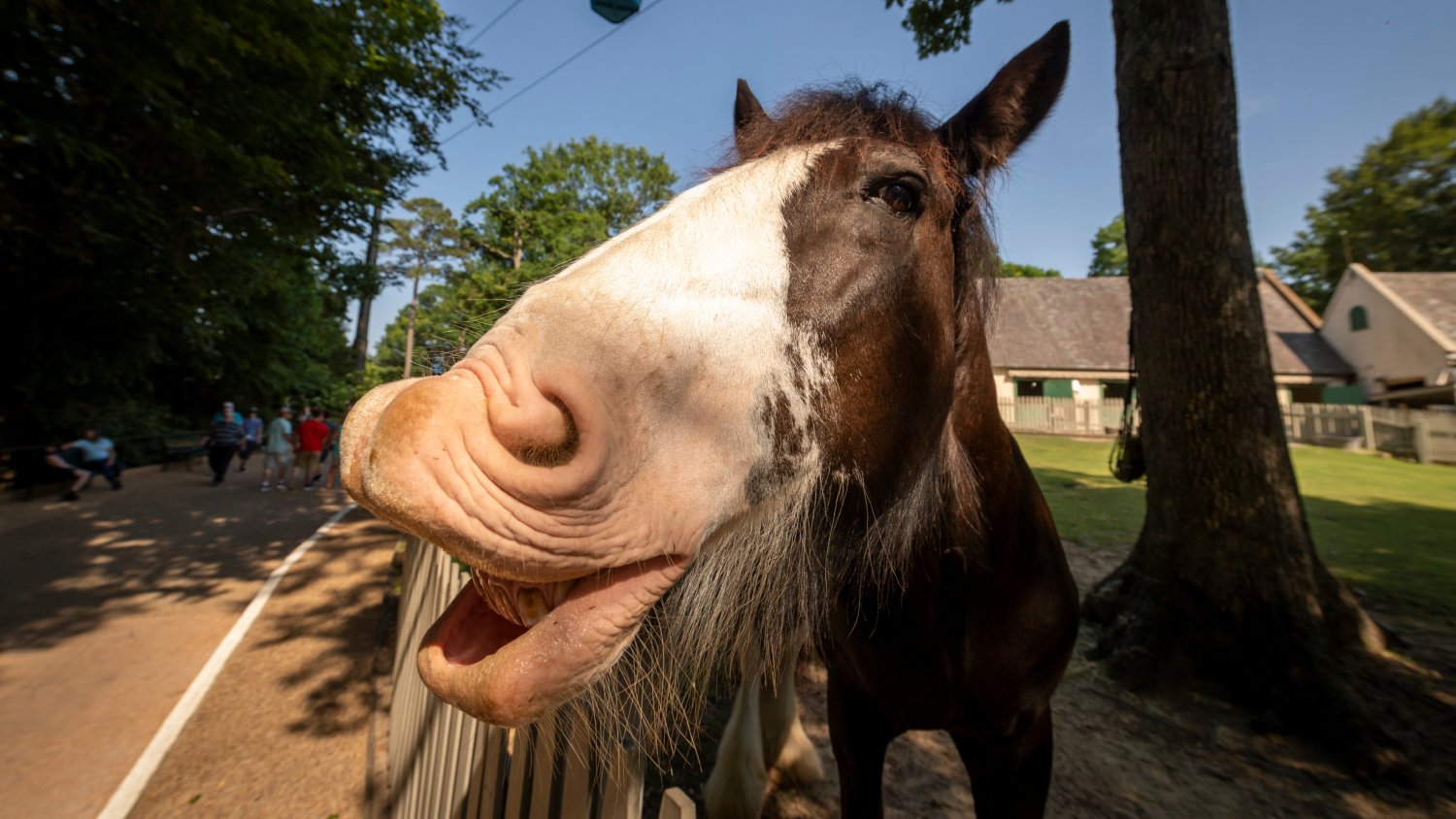 Clydesdale Horses at Busch Gardens Williamsburg