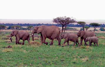 Elephants