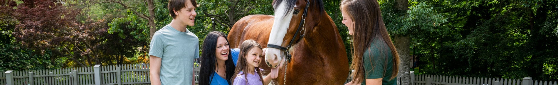 Park Guests meeting a Clydesdale horse during a tour