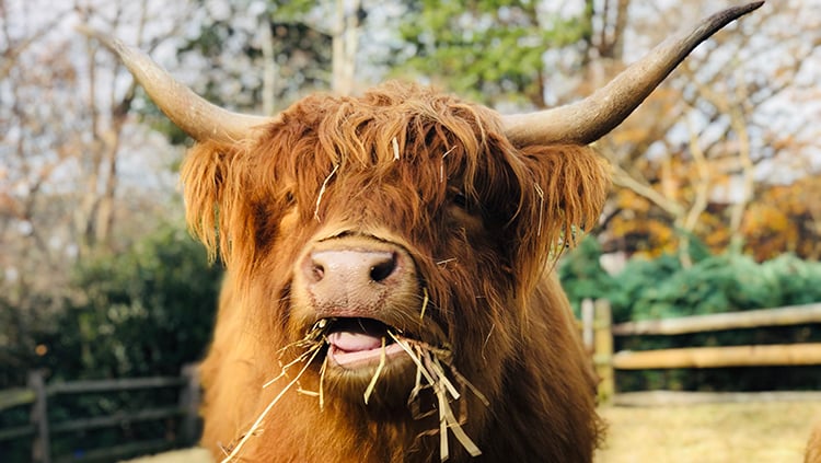 Scottish Highland Cows