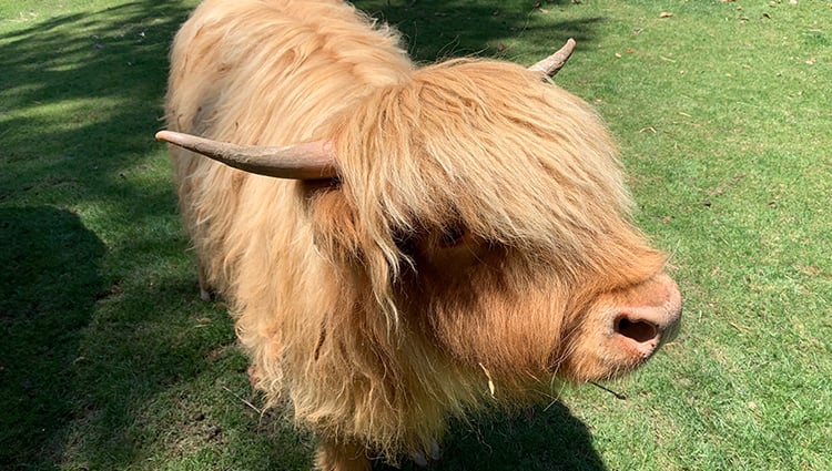 Scottish Highland Cows
