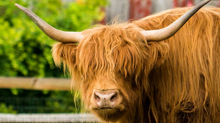 Scottish Highland Cows