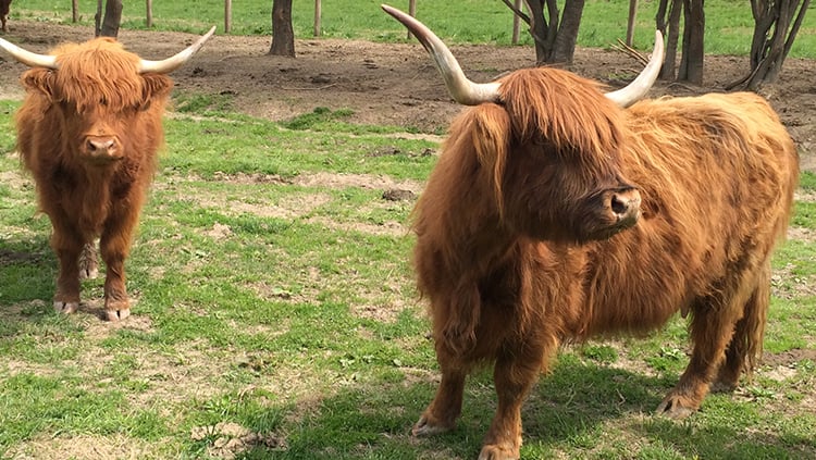 Scottish Highland Cattle
