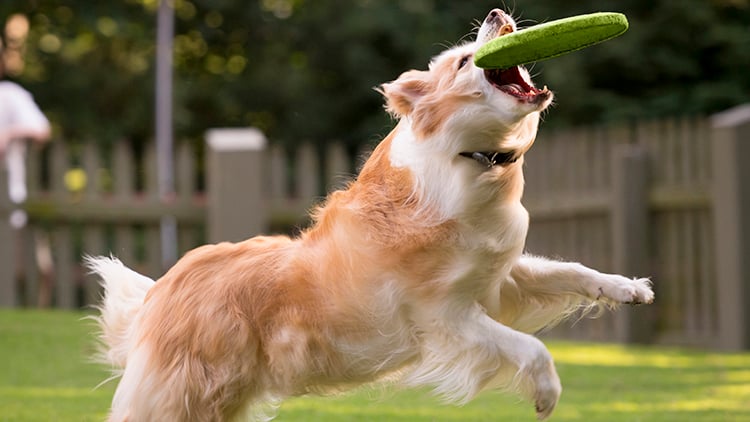 Visit our Border Collies at Highland Stables!