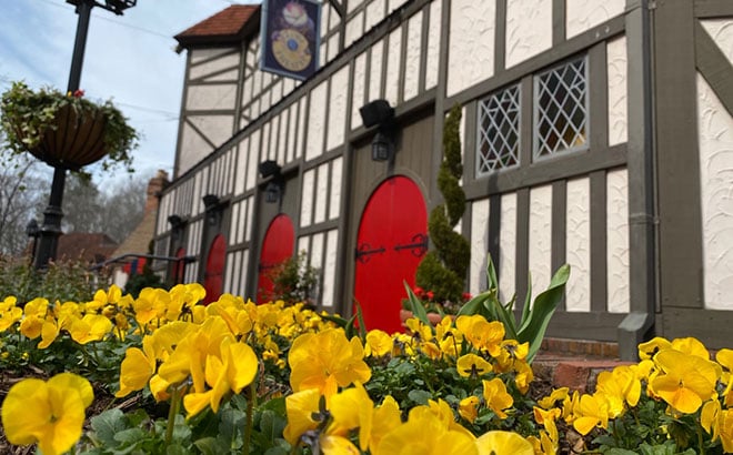 Violas outside Abbey Stone Theatre at Busch Gardens Williamsburg