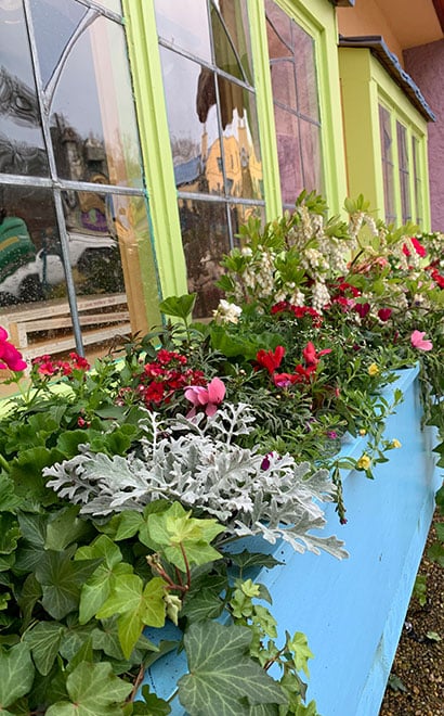Window flower box in Ireland at Busch Gardens Williamsburg