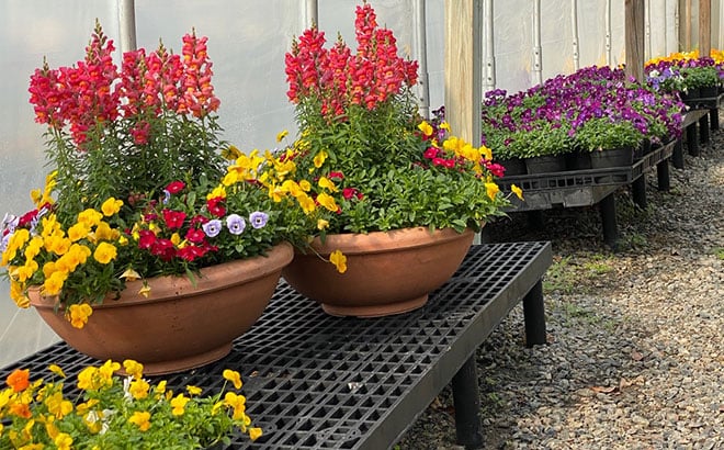 Flower planting containers inside the greenhouse at Busch Gardens Williamsburg