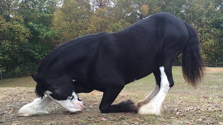 Visit our Clydesdale Horses at Highland Stables!