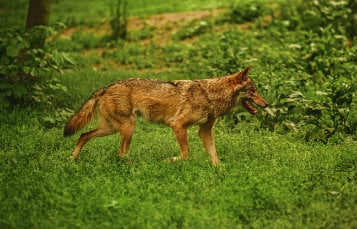 Maned Wolf
