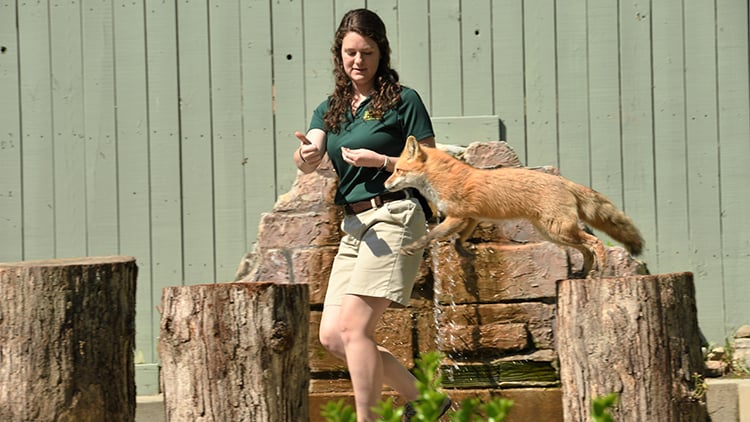 Red Foxes at Busch Gardens Williamsburg