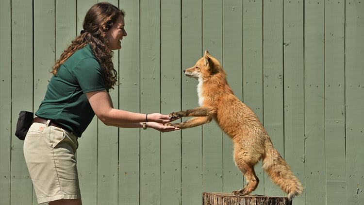 Red Foxes at Busch Gardens Williamsburg