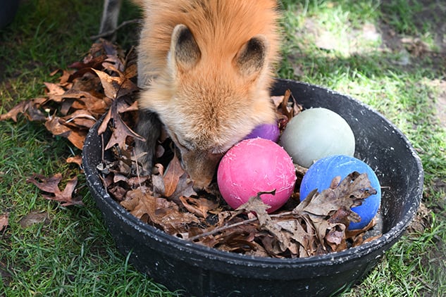Red Foxes at Busch Gardens Williamsburg