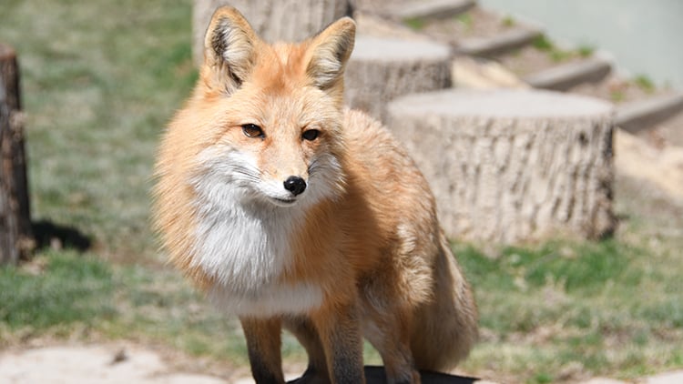 Red Foxes at Busch Gardens Williamsburg