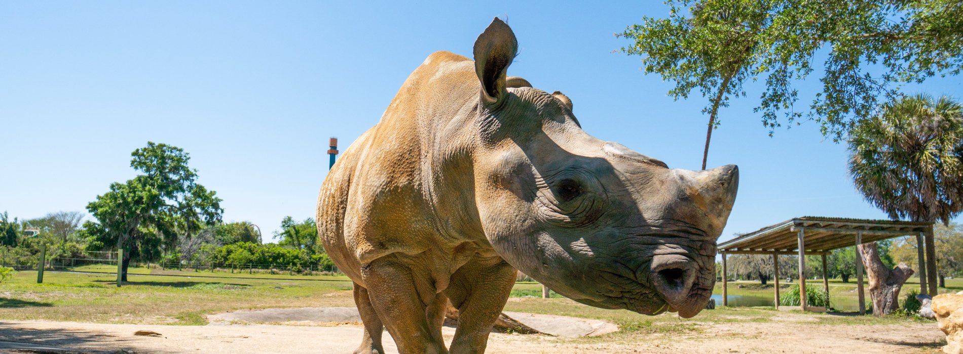 Rhino