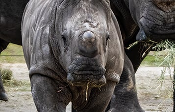 Rhino