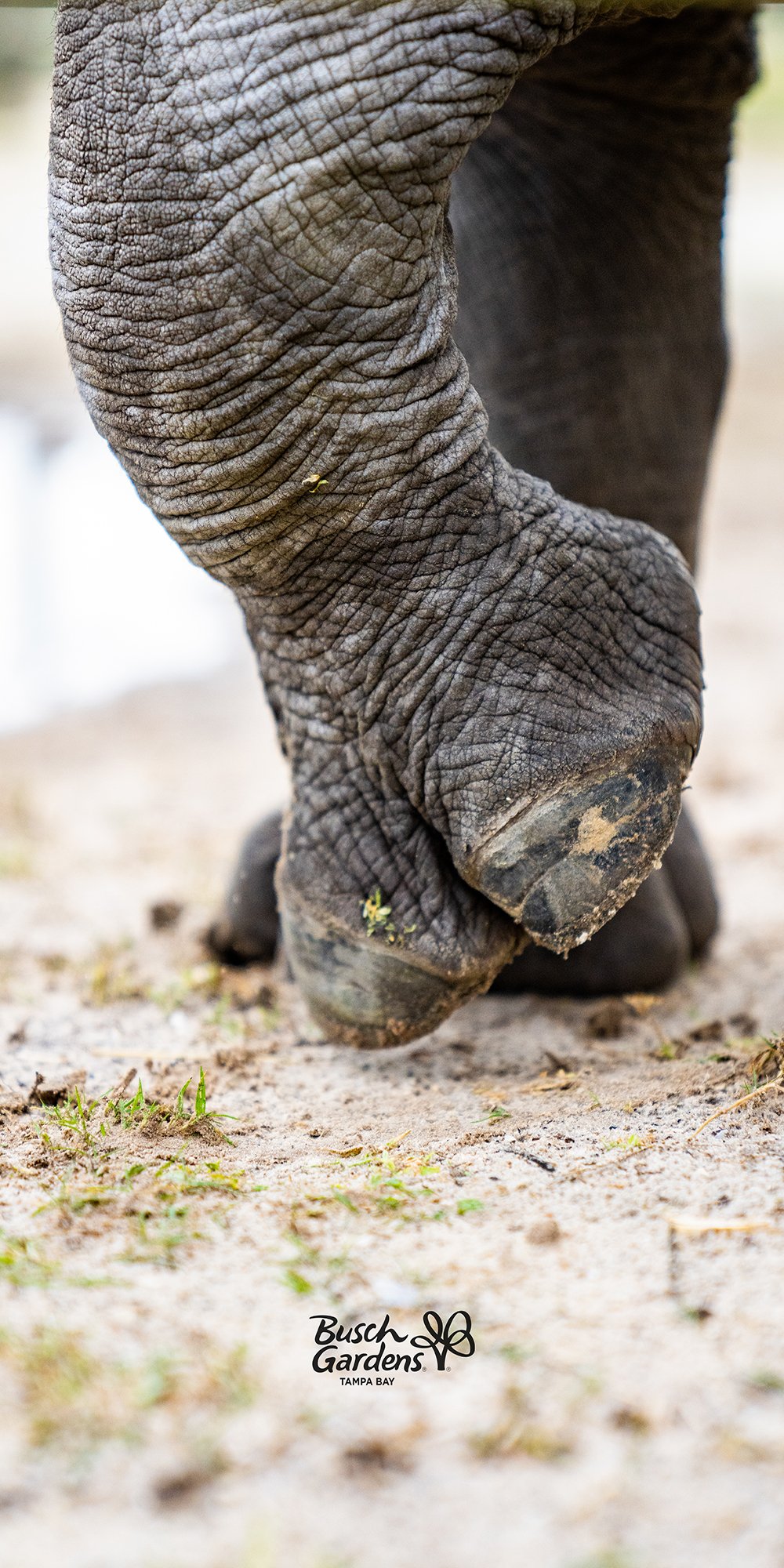 Baby Rhino