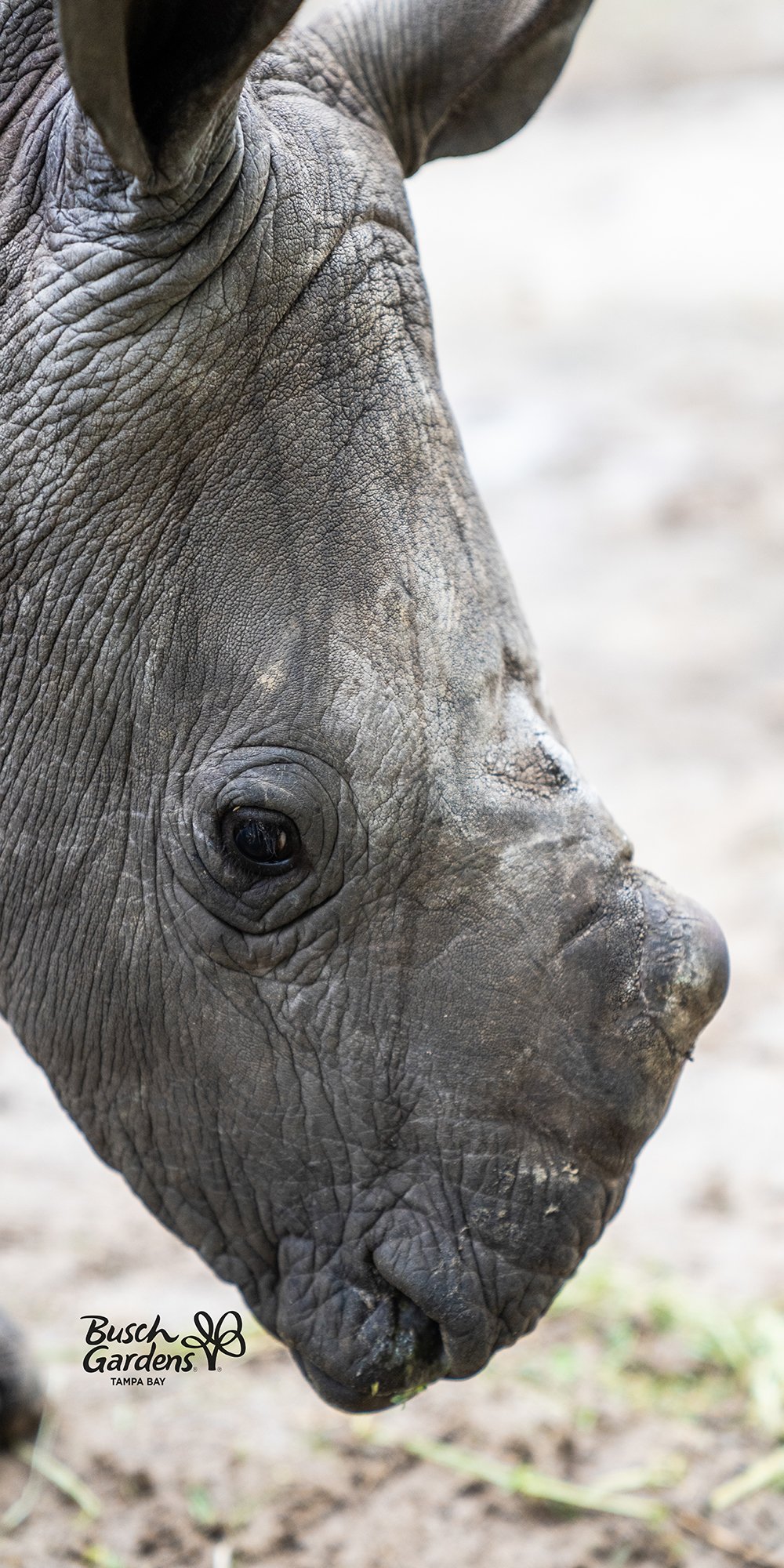 Baby Rhino