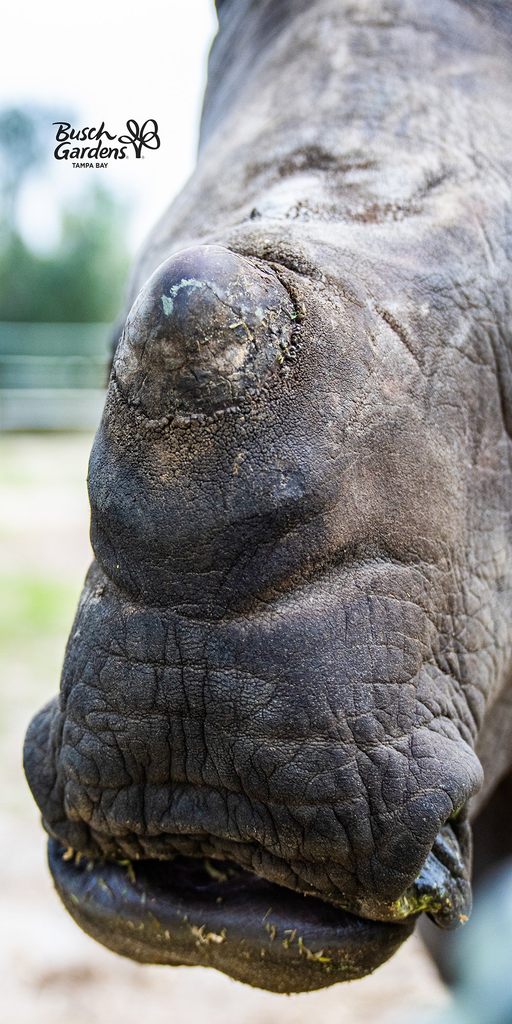 Baby Rhino