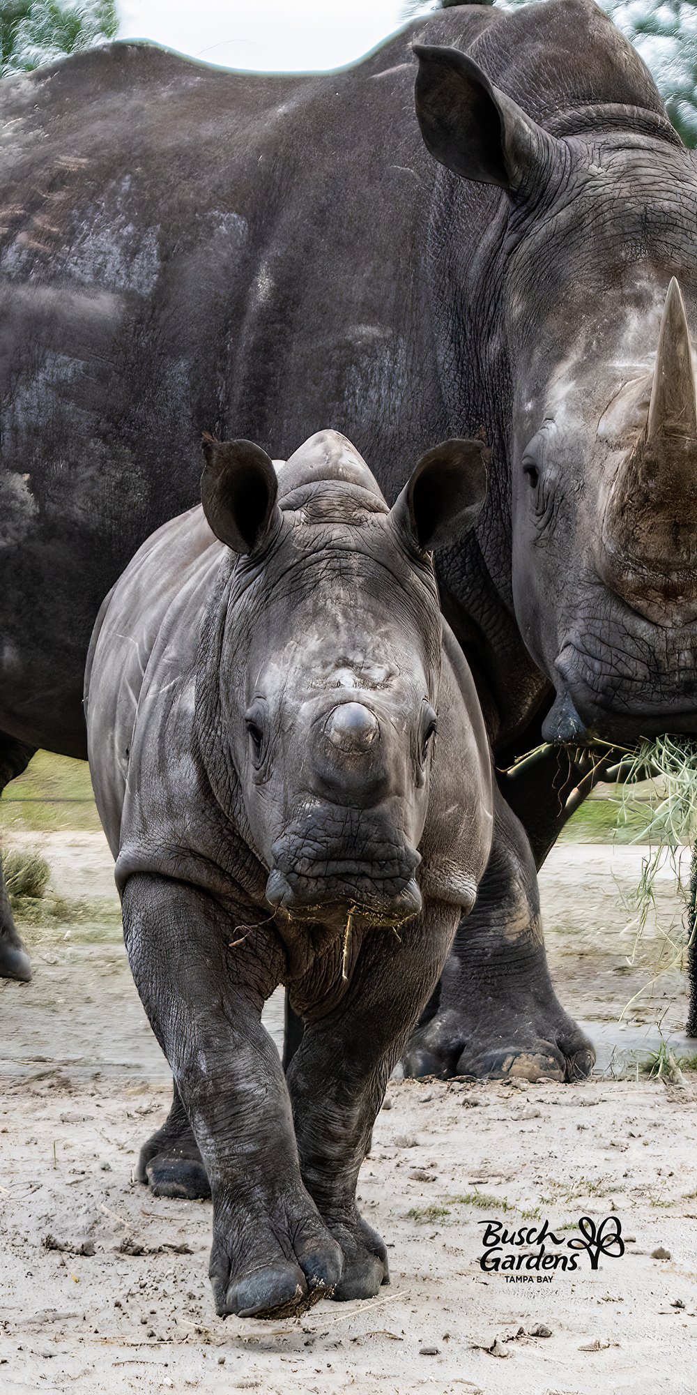 Baby Rhino