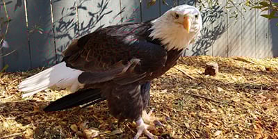 Birds of Prey