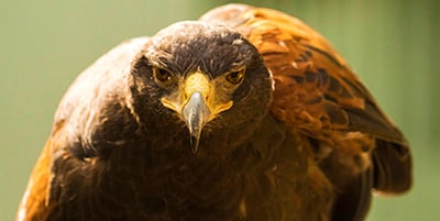 Birds of Prey
