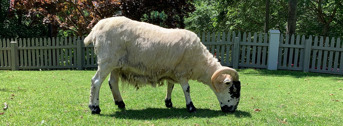 Visit our sheep at Highland Stables!