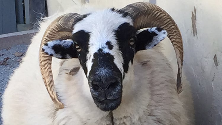 Visit our sheep at Highland Stables!