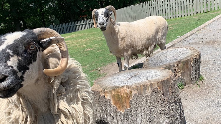 Visit our sheep at Highland Stables!