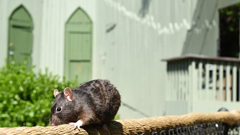rat.