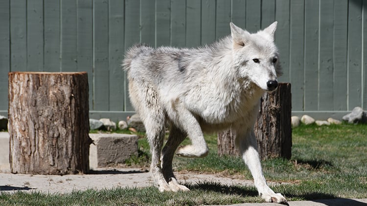Visit our gray wolves at Wolf Haven!