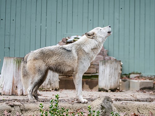 Busch Gardens Williamsburg Howl to Coexist