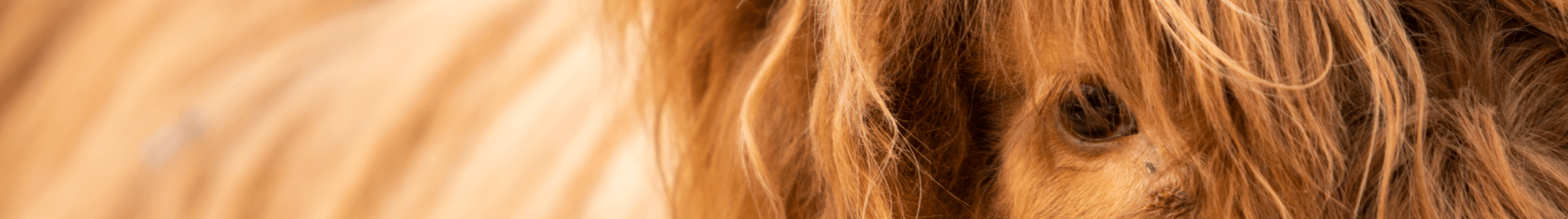 Scottish Highland Cattle at Busch Gardens