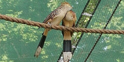 Aviary Birds